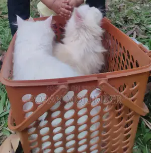 Persian Cat