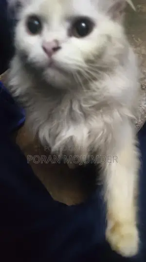 Persian Cat