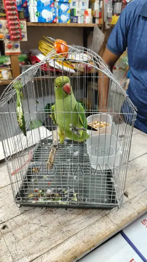 একটি টিয়া পাখি বিক্রয় হবে