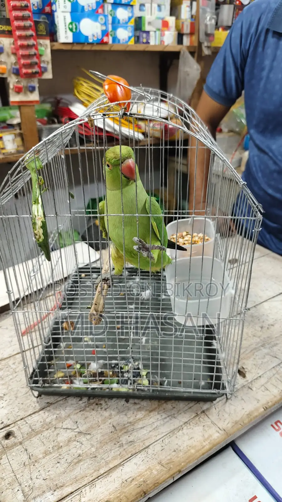 একটি টিয়া পাখি বিক্রয় হবে