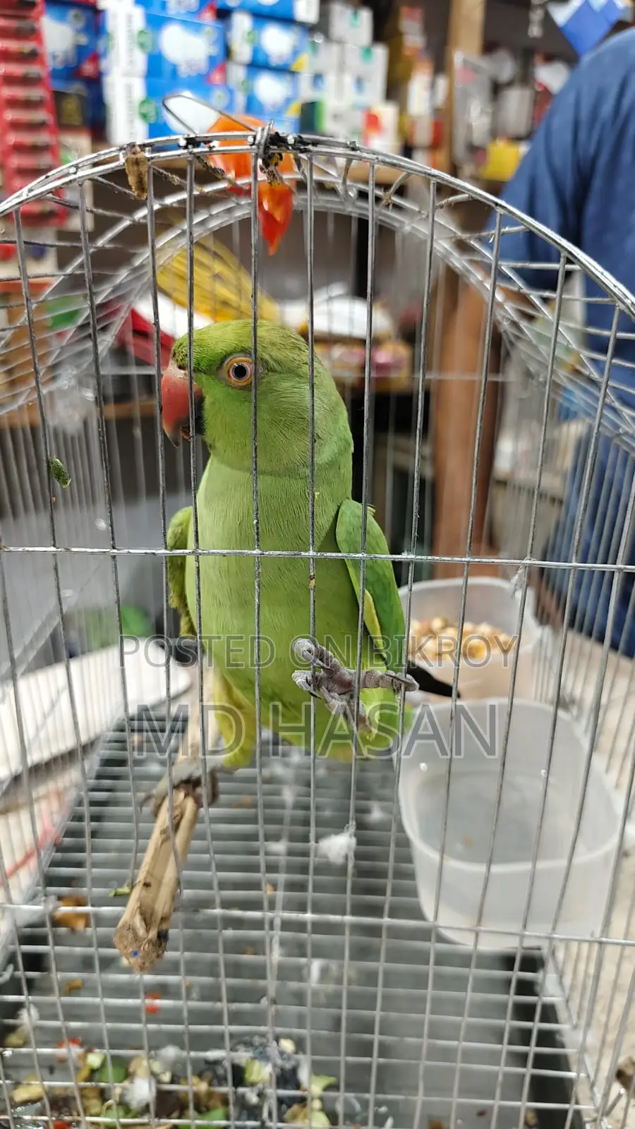 একটি টিয়া পাখি বিক্রয় হবে