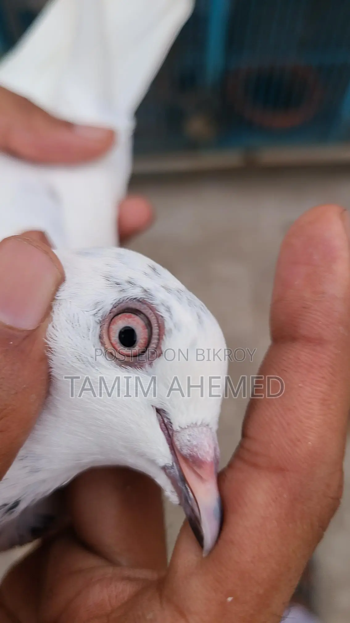 Pigeon for sale