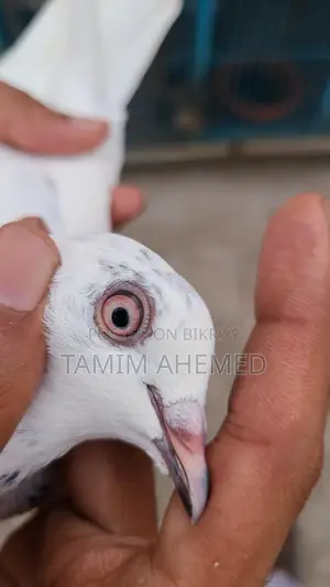 Pigeon for sale