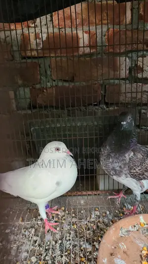 কবুতর বিক্রির জন্য