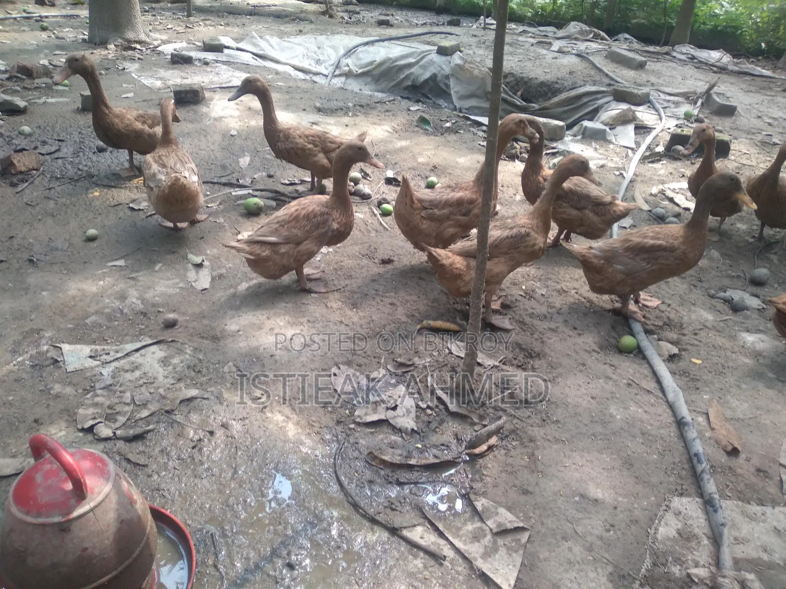 Egg-laying Khaki Campbell Ducks