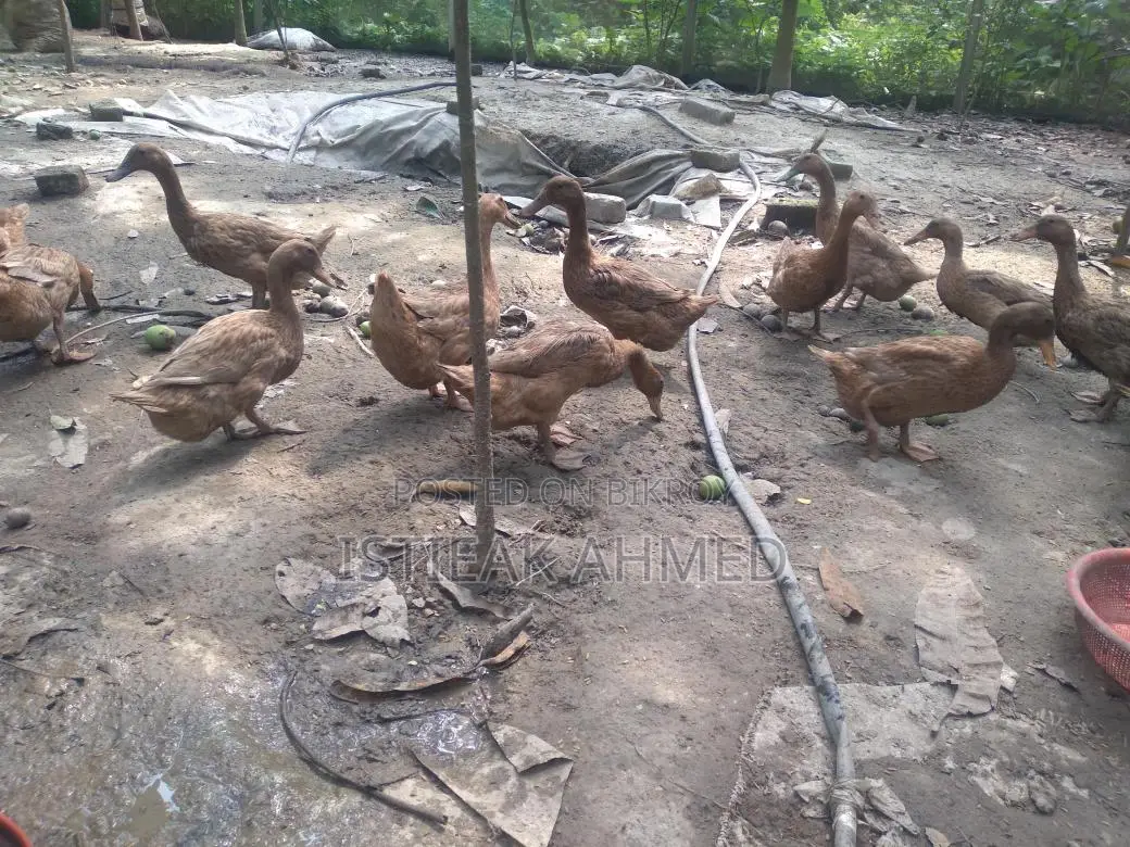 Egg-laying Khaki Campbell Ducks