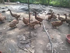 Egg-laying Khaki Campbell Ducks