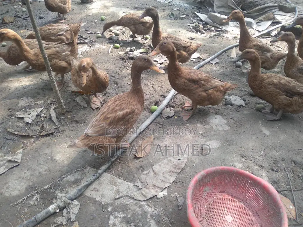 Egg-laying Khaki Campbell Ducks