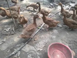 Egg-laying Khaki Campbell Ducks