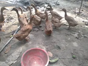 Egg-laying Khaki Campbell Ducks