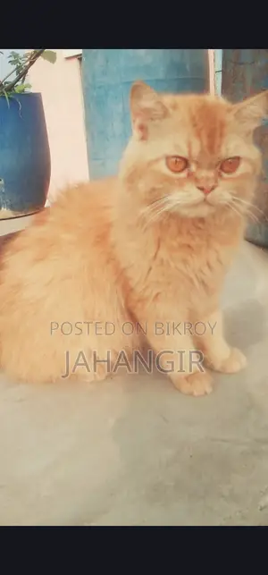 Pregnant Female Persian Cat
