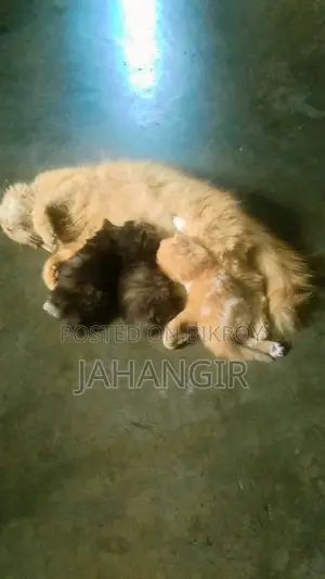 Pregnant Female Persian Cat