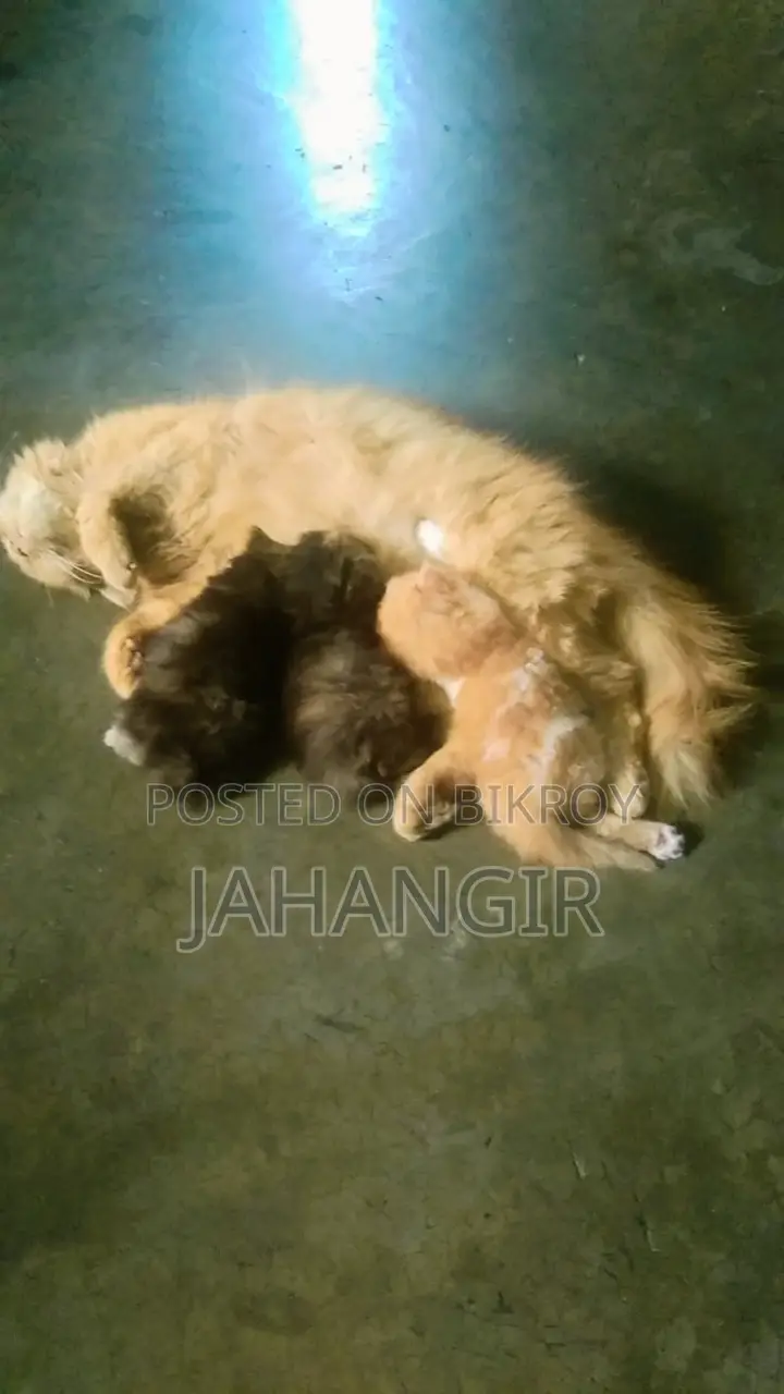 Pregnant Female Persian Cat