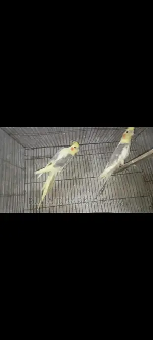 Lutino V Pied Cockatiel