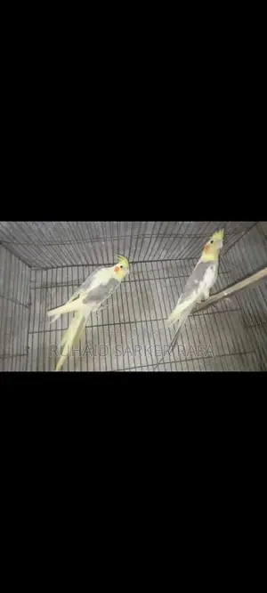 Lutino V Pied Cockatiel