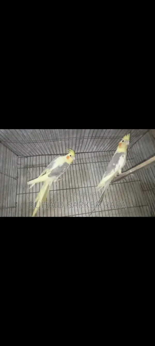 Lutino V Pied Cockatiel