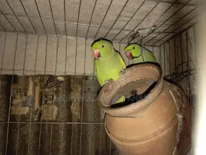 Parrot