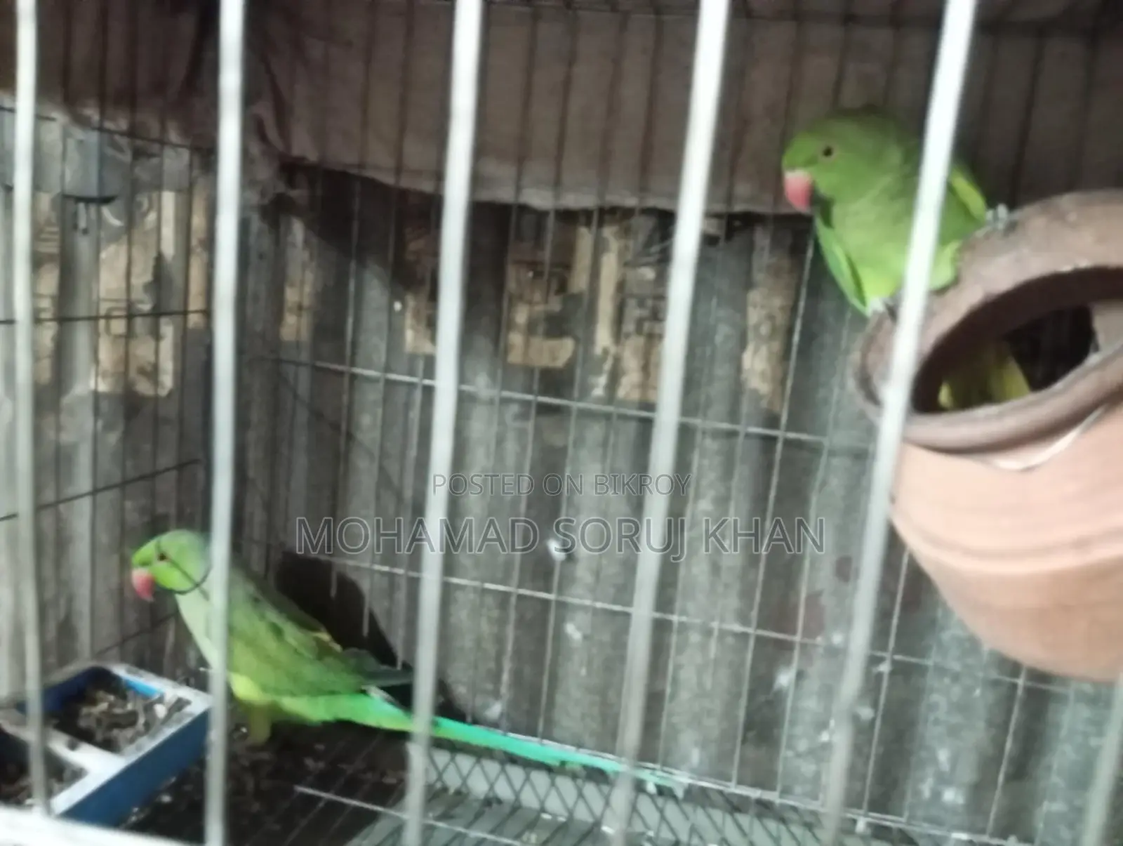 Parrot