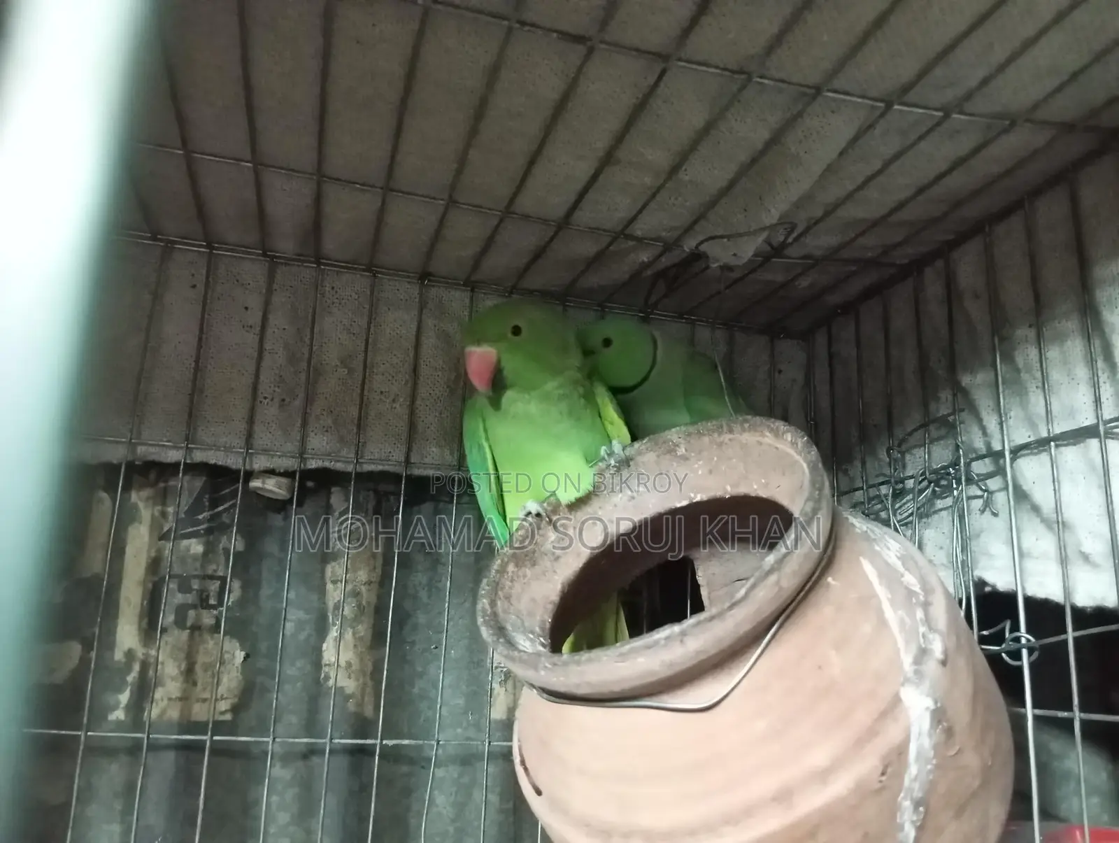 Parrot