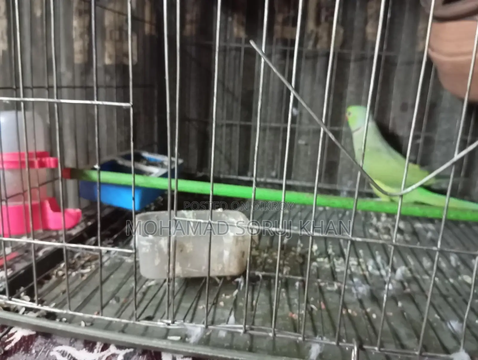 Parrot