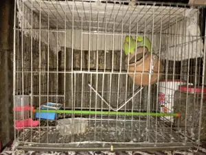 Parrot