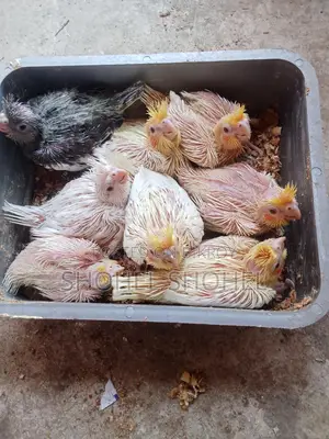 হেন ফিড বাচ্চা