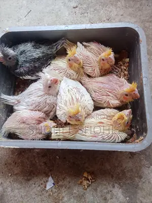 হেন ফিড বাচ্চা