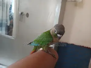 Fully Tame Green Conure