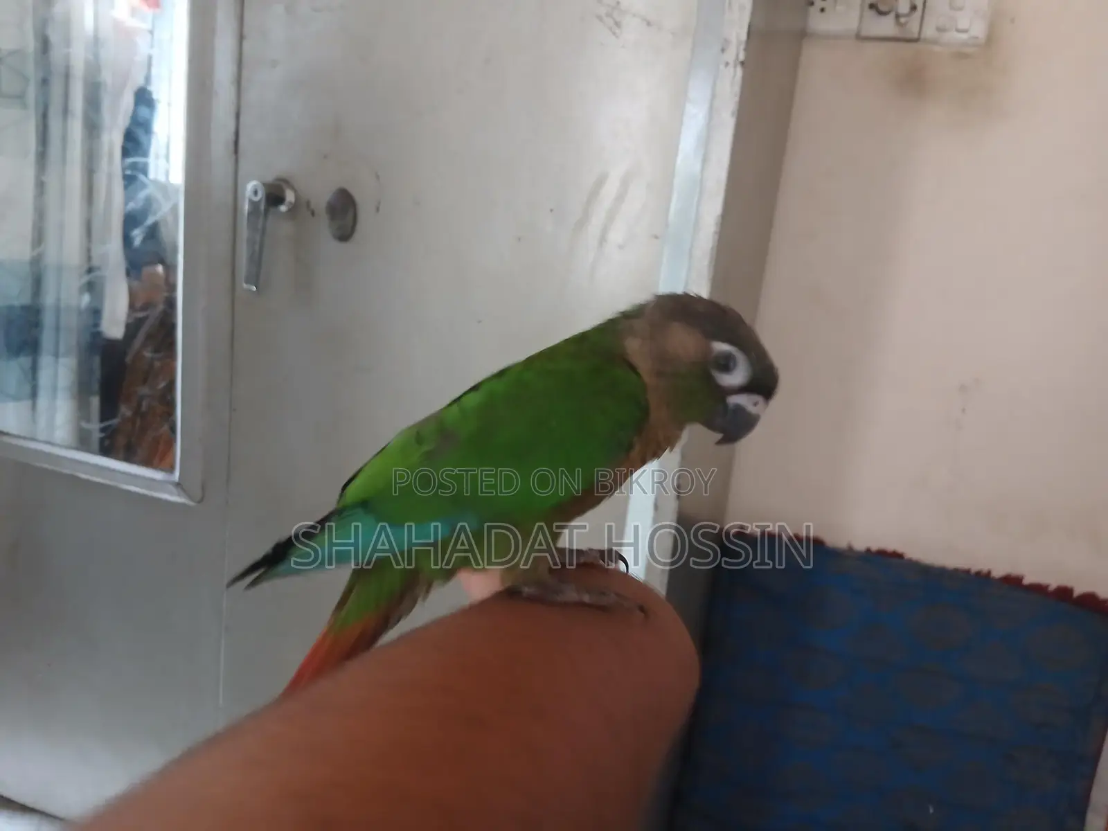Fully Tame Green Conure