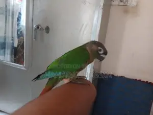 Fully Tame Green Conure