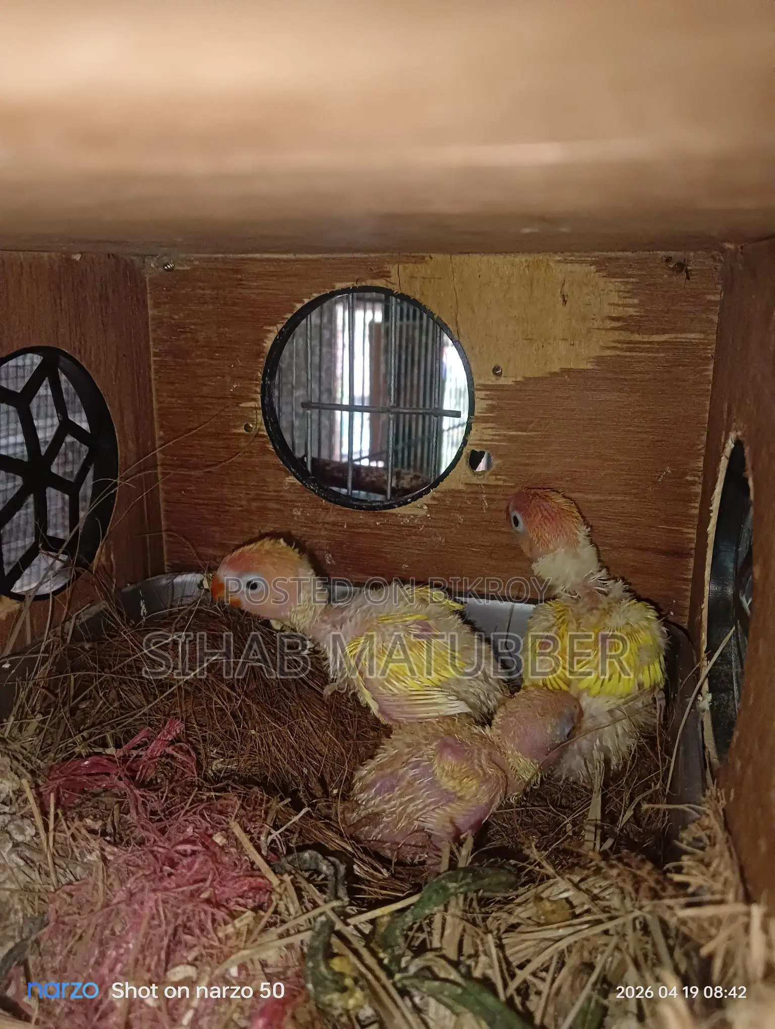 Yellow Fischer Lovebird Baby for Sale.