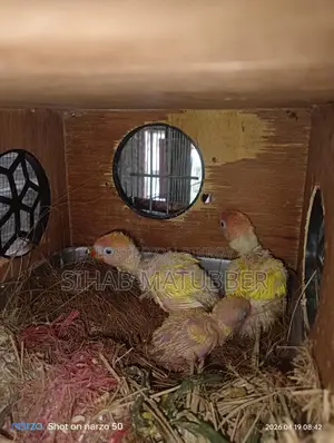 Yellow Fischer Lovebird Baby for Sale.