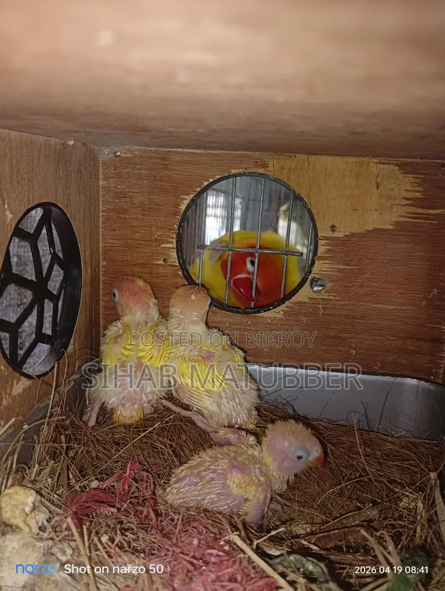 Yellow Fischer Lovebird Baby for Sale.