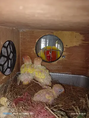 Yellow Fischer Lovebird Baby for Sale.