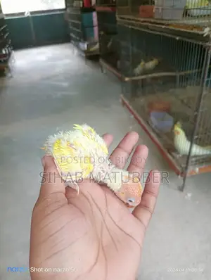 Yellow Fischer Lovebird Baby for Sale.