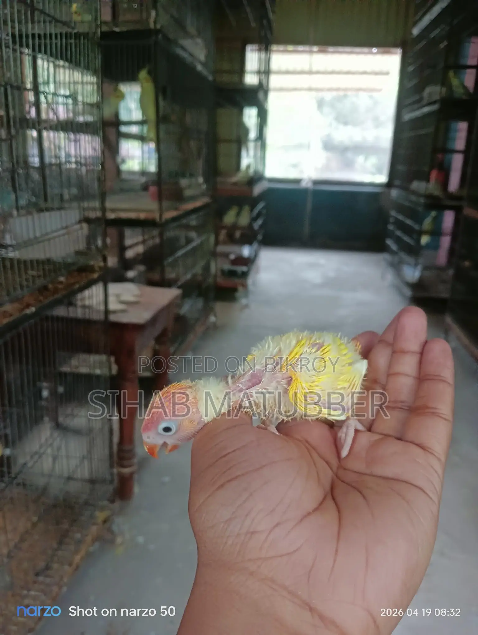 Yellow Fischer Lovebird Baby for Sale.
