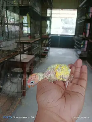 Yellow Fischer Lovebird Baby for Sale.