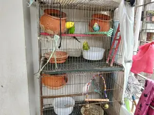 Budgerigar Birds