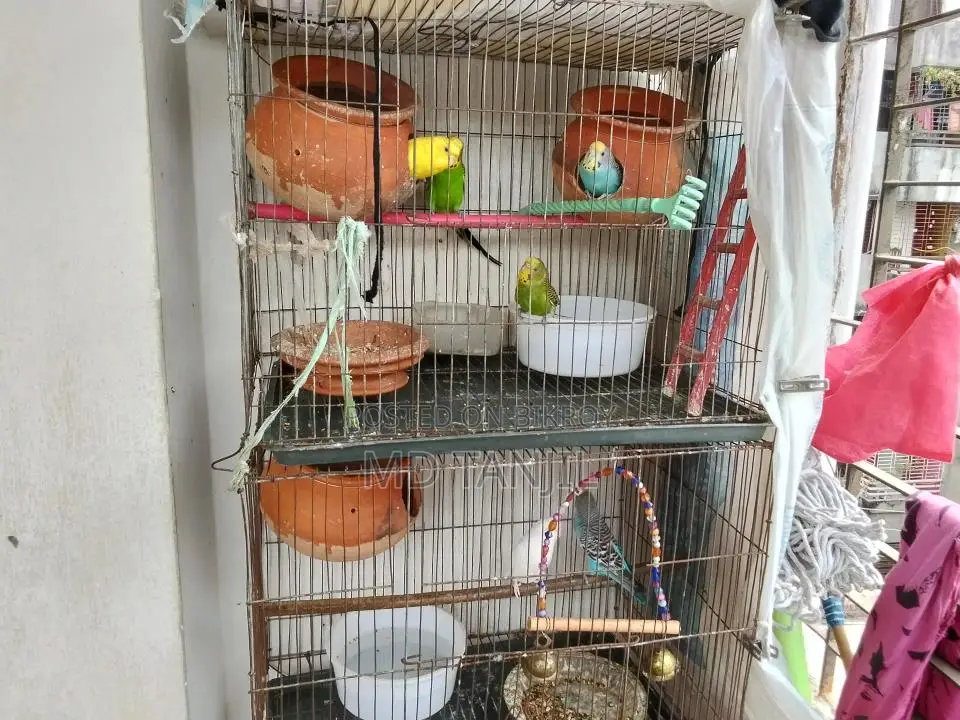 Budgerigar Birds