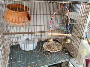Budgerigar Birds