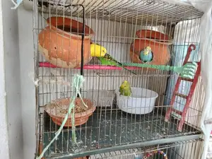 Budgerigar Birds
