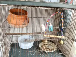 Budgerigar Birds