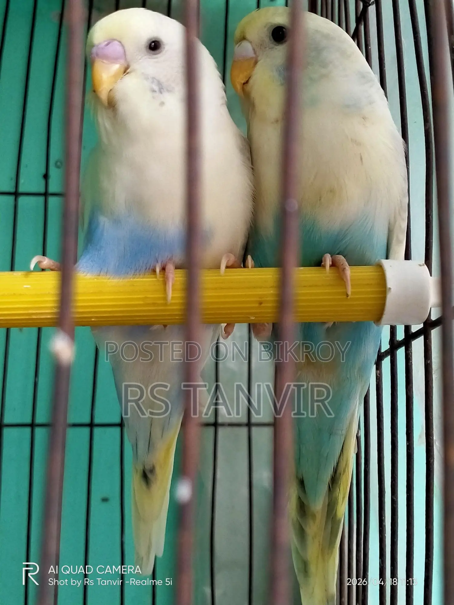 এডাল্ট পাইড বাজিগর জোড়া