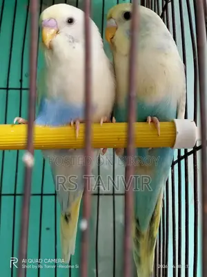 এডাল্ট পাইড বাজিগর জোড়া