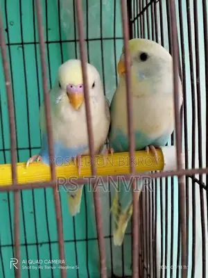 এডাল্ট পাইড বাজিগর জোড়া