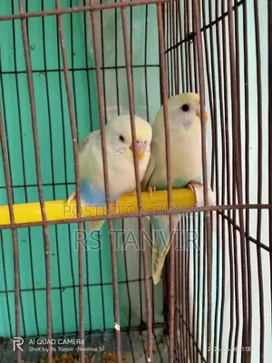 এডাল্ট পাইড বাজিগর জোড়া