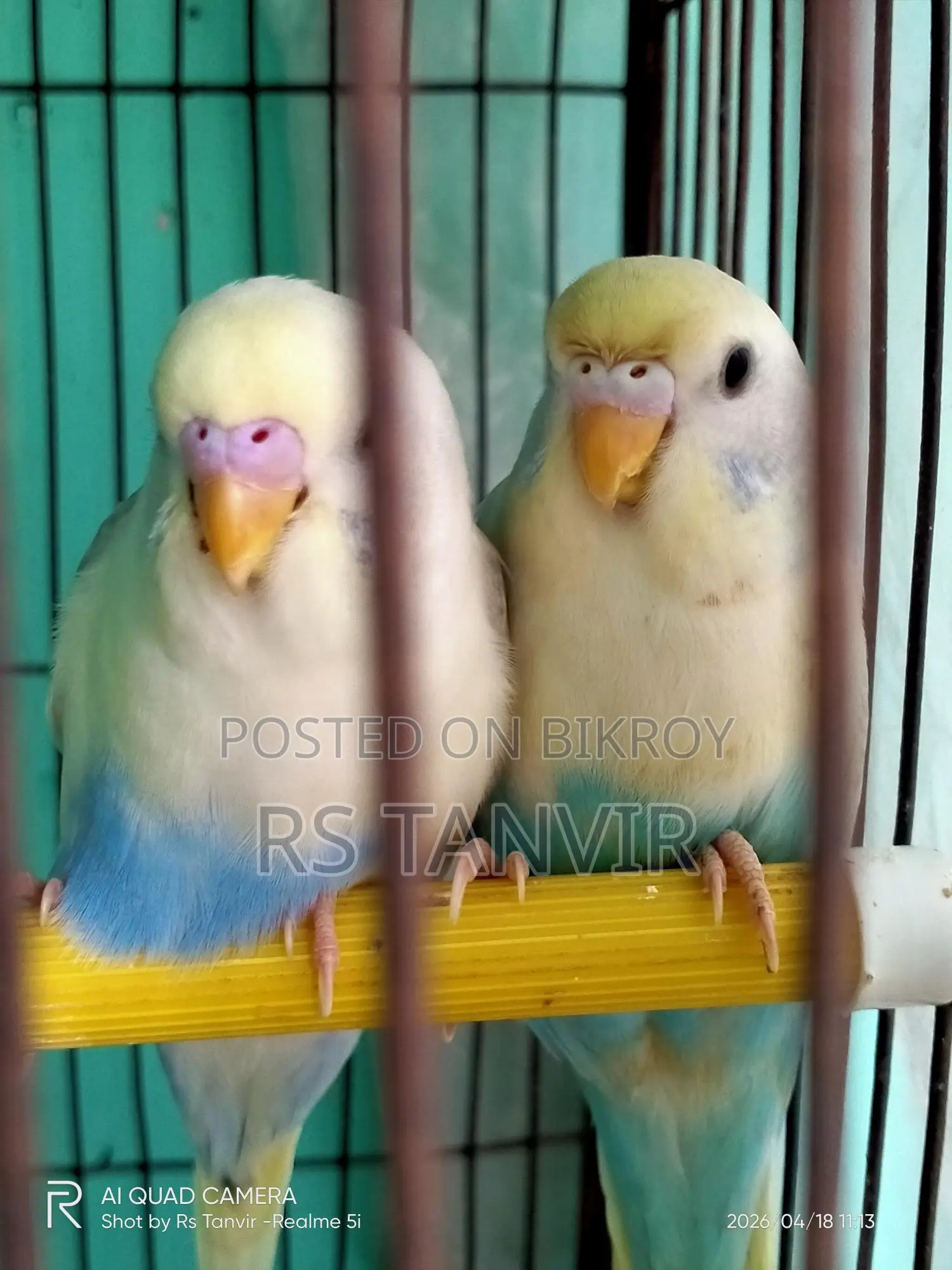 এডাল্ট পাইড বাজিগর জোড়া