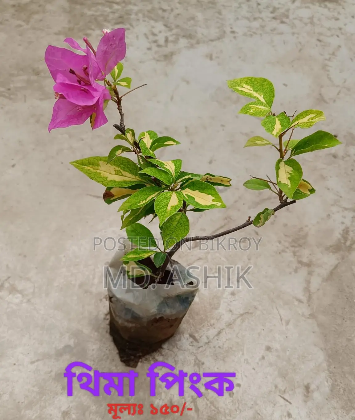 বাগান বিলাস