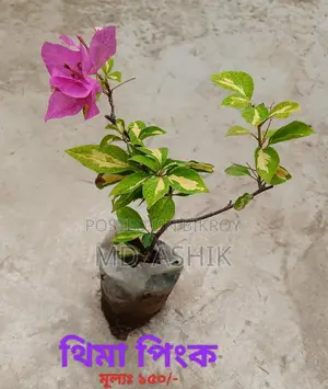 বাগান বিলাস