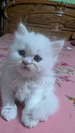 প্রিয় পার্শিয়ান